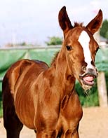 Zig's filly laugh 6/16,'99pictured